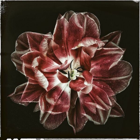 Photograph Iuliia Akhulkova Red Tulip on One Eyeland